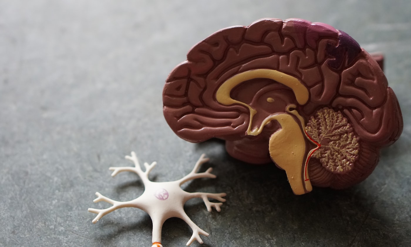 Neural research imagery for cognitive health modelling